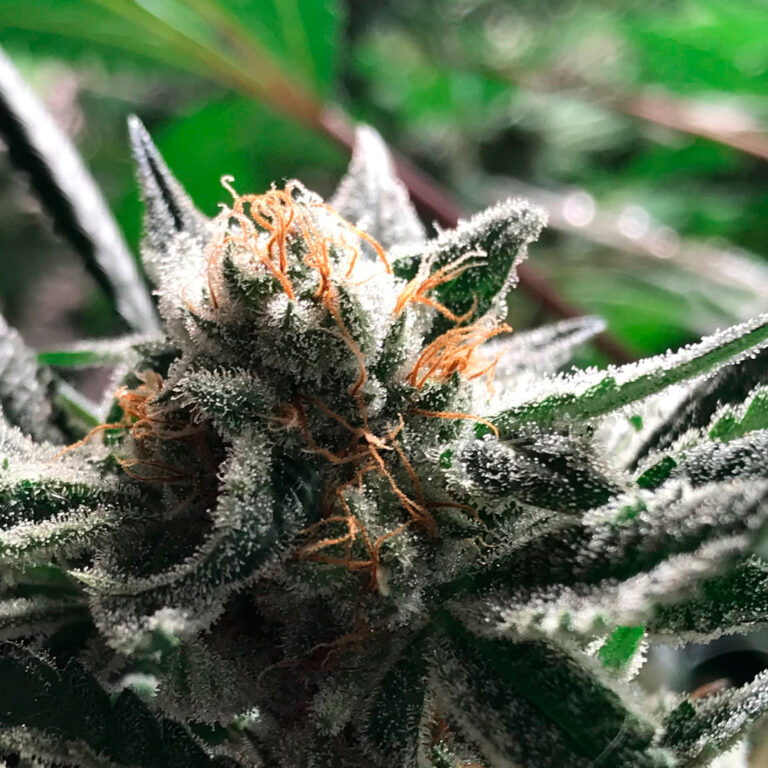 a cannabis plant from condor auto seeds of r-kiem