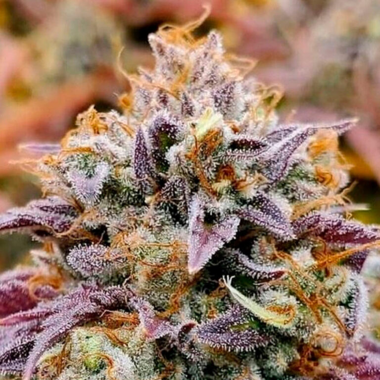 a cannabis plant named Cumbia “Una Vela” by rkiem