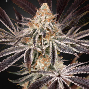 a cannabis plant grown from Dark Phoenix seed by GH