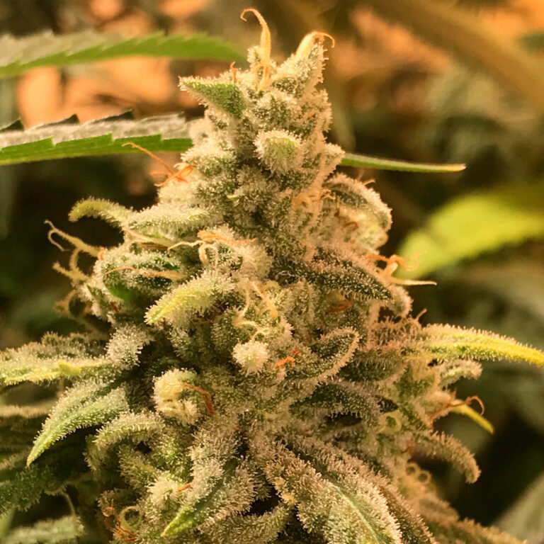 a cannabis plant from deadcheese by r-kiem