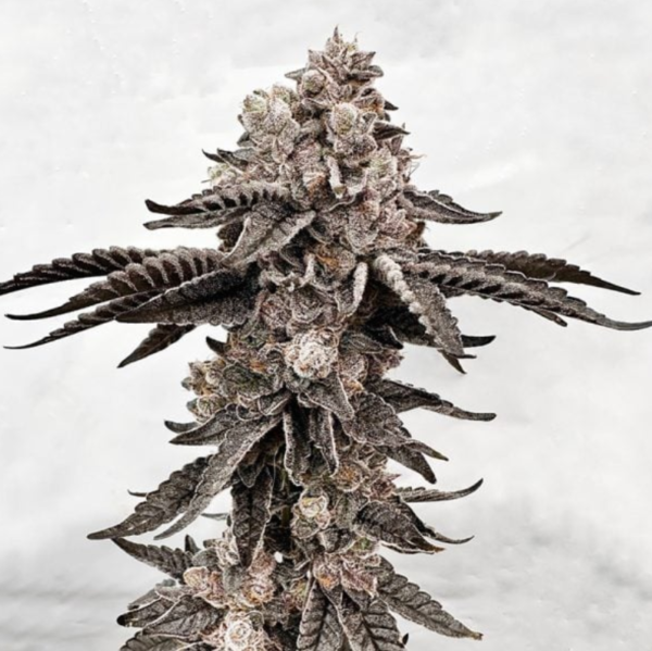 a green-grayish cannabis plant from Dripadellic seeds by Exotic Genetix