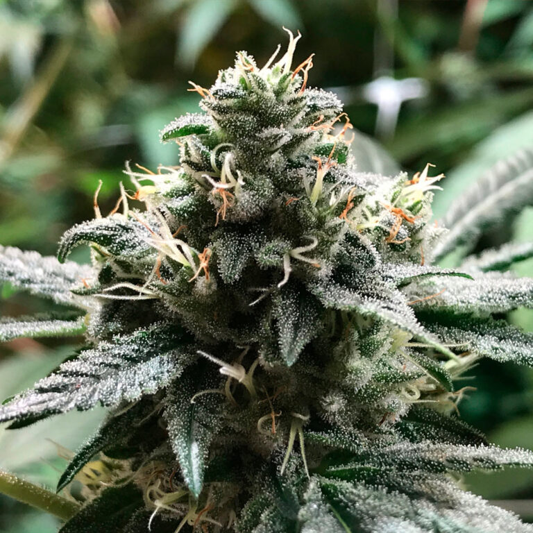 A cannabis plant from Eli seeds by R-kiem