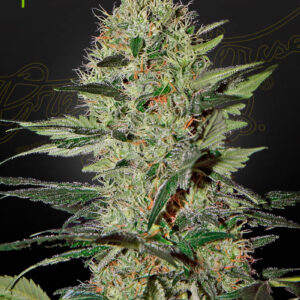 A green cannabis plant grown from exodus cheese auto seeds by Green House company