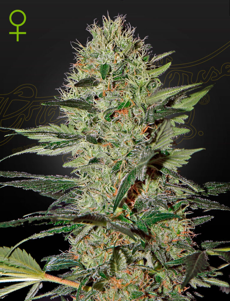 A green cannabis plant grown from exodus cheese auto seeds by Green House company