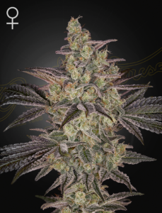 a cannabis plant grown from FROSTED-GUAVA-AUTO-STRAIN seeds by-Green House