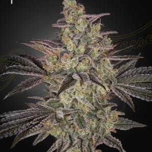 a cannabis plant grown from FROSTED-GUAVA-AUTO-STRAIN seeds by-Green House
