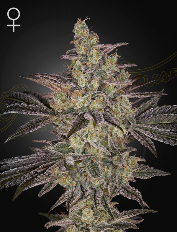 a cannabis plant grown from FROSTED-GUAVA-AUTO-STRAIN seeds by-Green House