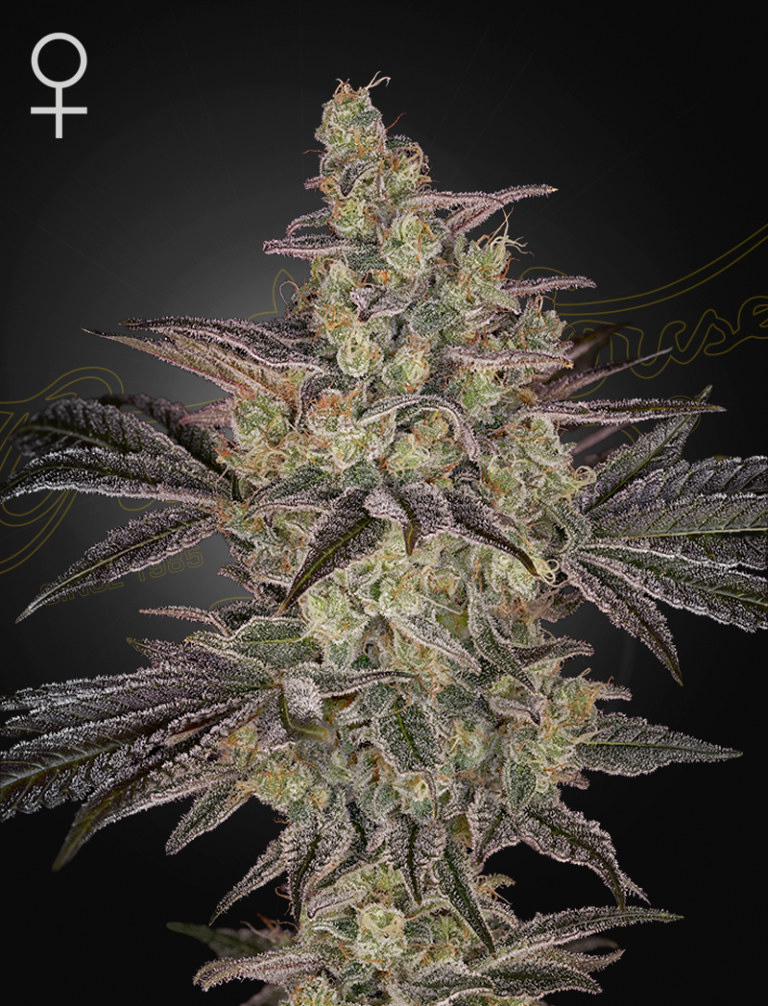 a cannabis plant grown from FROSTED-GUAVA-AUTO-STRAIN seeds by-Green House