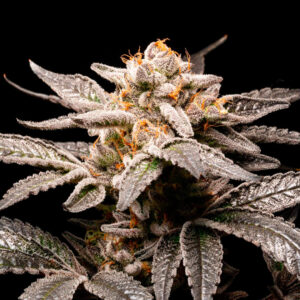 Fancy plant of cannabis from fancy seeds by R-Kiem 