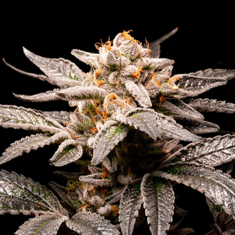 Fancy plant of cannabis from fancy seeds by R-Kiem 