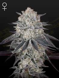 a cannabis plant grown from Fullgas seeds by green house