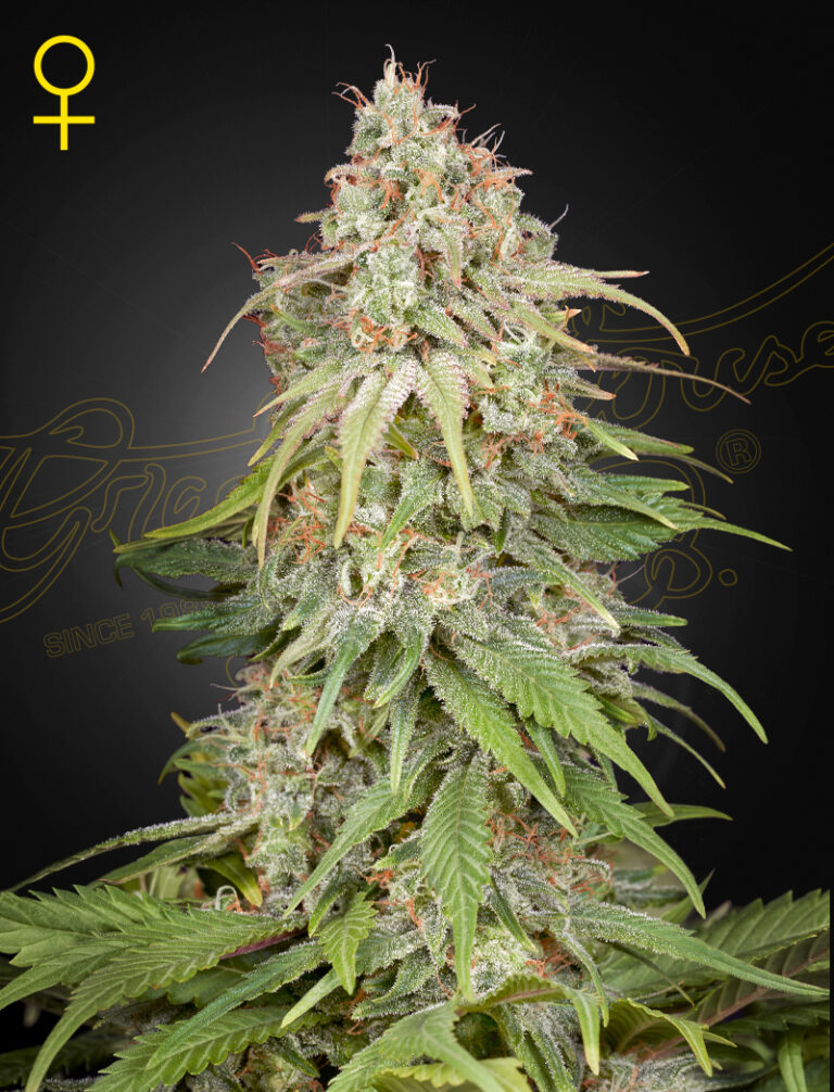 A cannabis plant grown by Amnesia seeds by green house company
