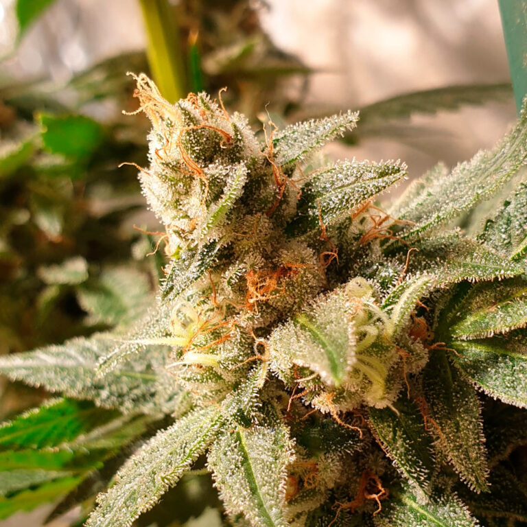 a cannabis plant named Gala-CBD-by-R-kiem seeds