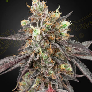 A cannabis plant grown by Gelato_41_x_Gelato_41_Auto seeds by Green House company