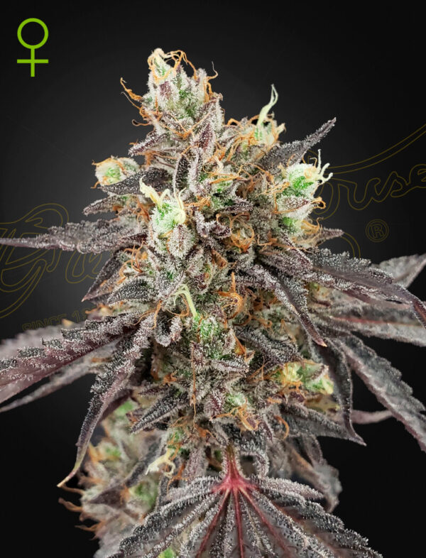 A cannabis plant grown by Gelato_41_x_Gelato_41_Auto seeds by Green House company