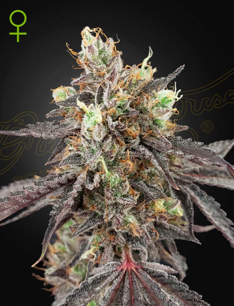 A cannabis plant grown by Gelato_41_x_Gelato_41_Auto seeds by Green House company