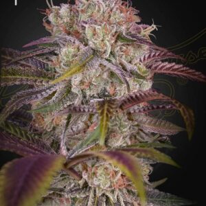 a cannabis plant grown from Gran Jefa seeds by Green house company