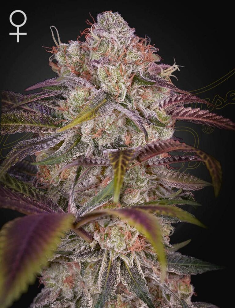 a cannabis plant grown from Gran Jefa seeds by Green house company