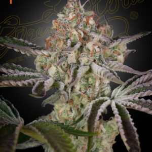 a cannabis plant grown from Great White Shark seeds by Green house