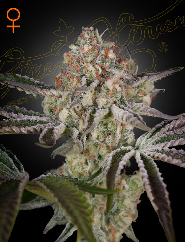 a cannabis plant grown from Great White Shark seeds by Green house