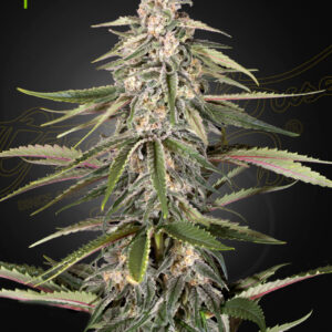 a cannabis plant grown from Green-O-Matic seeds by green house