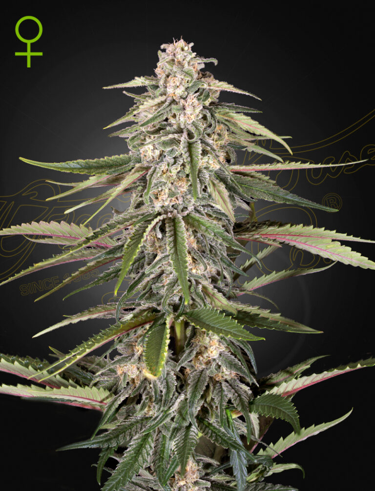 a cannabis plant grown from Green-O-Matic seeds by green house