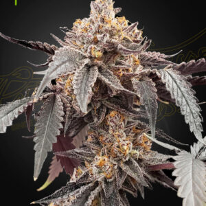 A cannabis plant grown by guavo xGelato 41 Auto by green house