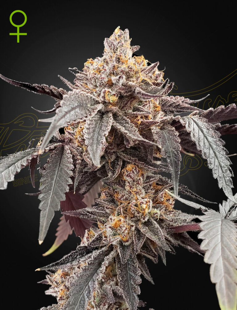 A cannabis plant grown by guavo xGelato 41 Auto by green house