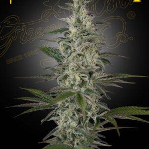 a cannabis plant grown from hawaiian snow by green house company