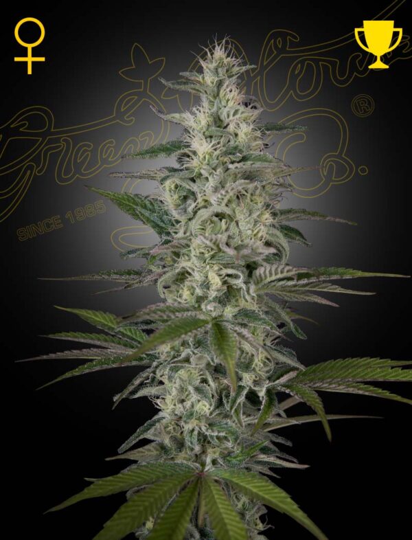 a cannabis plant grown from hawaiian snow by green house company