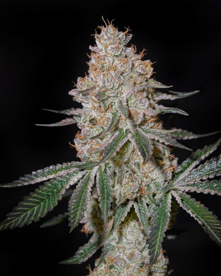 a cannabis plant grown from HighCloudZ seeds by green house