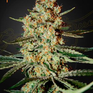 a cannabis plant grown from Himalaya Gold seeds by Green House