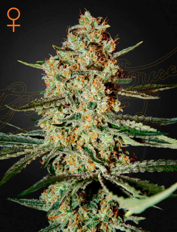 a cannabis plant grown from Himalaya Gold seeds by Green House
