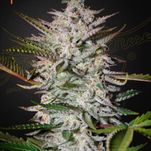 a cannabis plant grown from Holy Punch seeds by GH