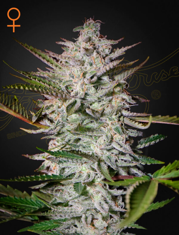 a cannabis plant grown from Holy Punch seeds by GH
