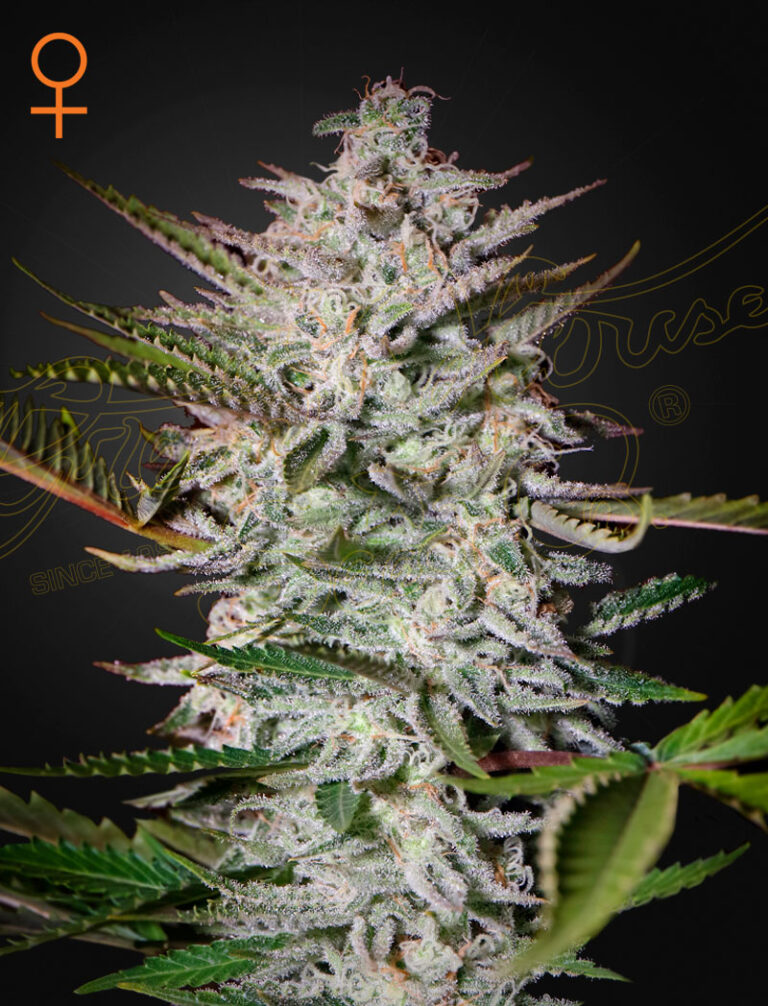 a cannabis plant grown from Holy Punch seeds by GH