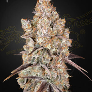 a cannabis plant grown from Holy Snow seeds by green house company