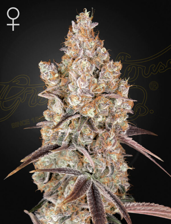 a cannabis plant grown from Holy Snow seeds by green house company