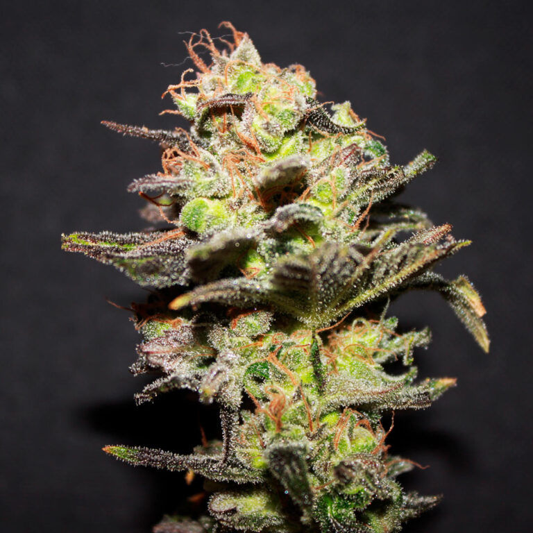 A cannabis plant of Icer seeds by R-kiem
