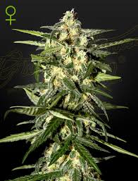 A cannabis plant grown from jack herer auto by green house company