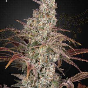 a cannabis plant grown from Jack’s Dream seeds by green house company