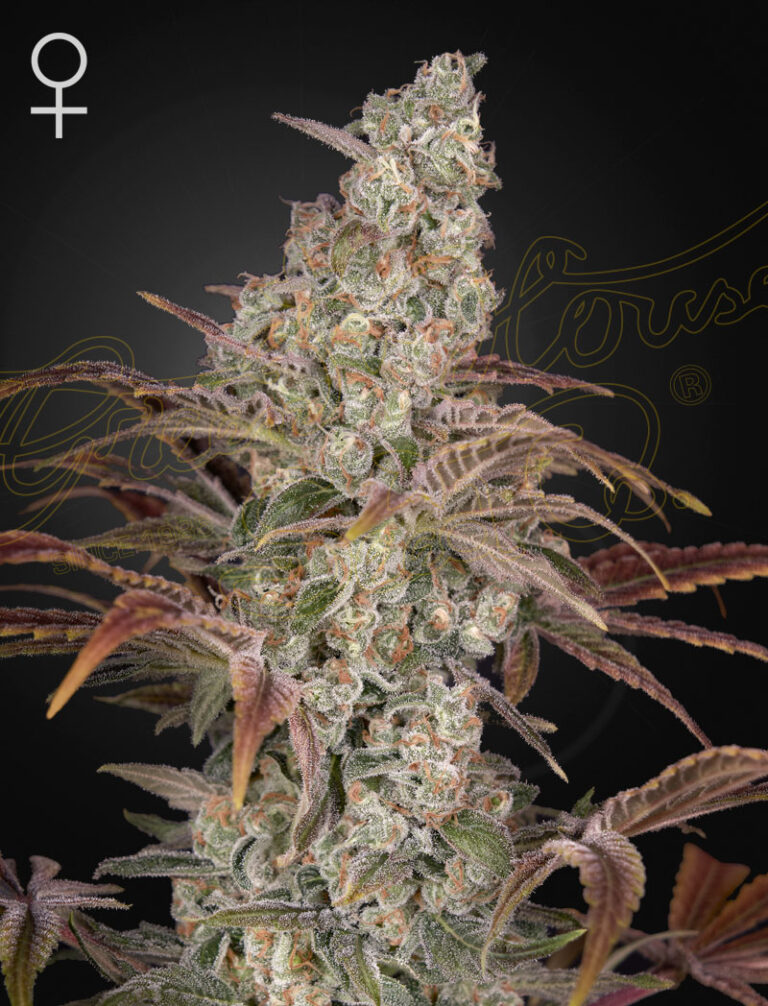 a cannabis plant grown from Jack’s Dream seeds by green house company