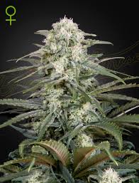A green cannabis plant grown from kalashnikova auto seeds by green house