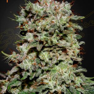 A cannabis plant grown from Kalashnikova (Feminised) seeds by green house