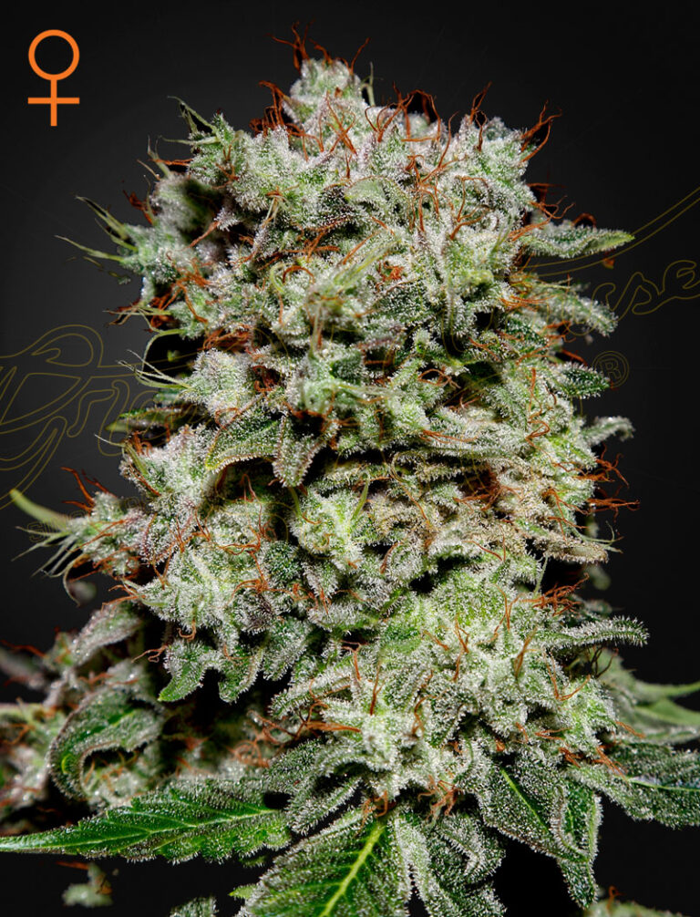 A cannabis plant grown from Kalashnikova (Feminised) seeds by green house