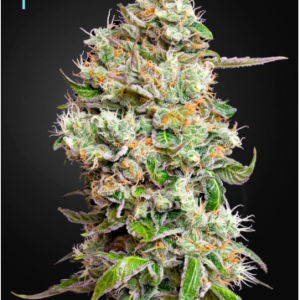 A cannabis plant grown from Kings Kush_Auto seeds by Green house company