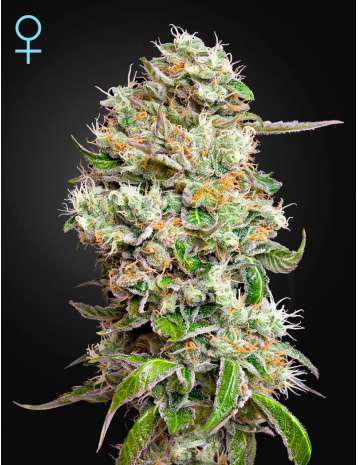 A cannabis plant grown from Kings Kush_Auto seeds by Green house company