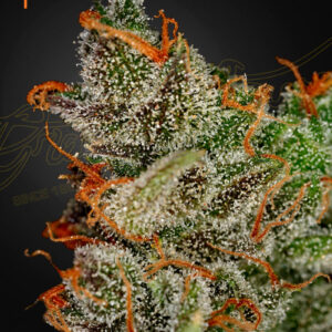 a cannabis plant grown from King's Kush seeds from green house