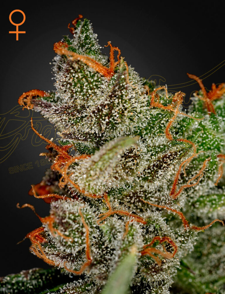a cannabis plant grown from King's Kush seeds from green house
