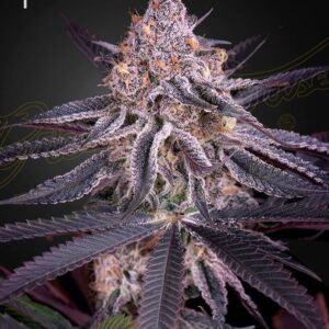 A purple green plant by king's juice auto seeds of green house company